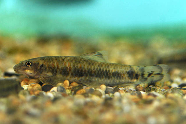 (Garra) Род ГАРРЫ 101 вид